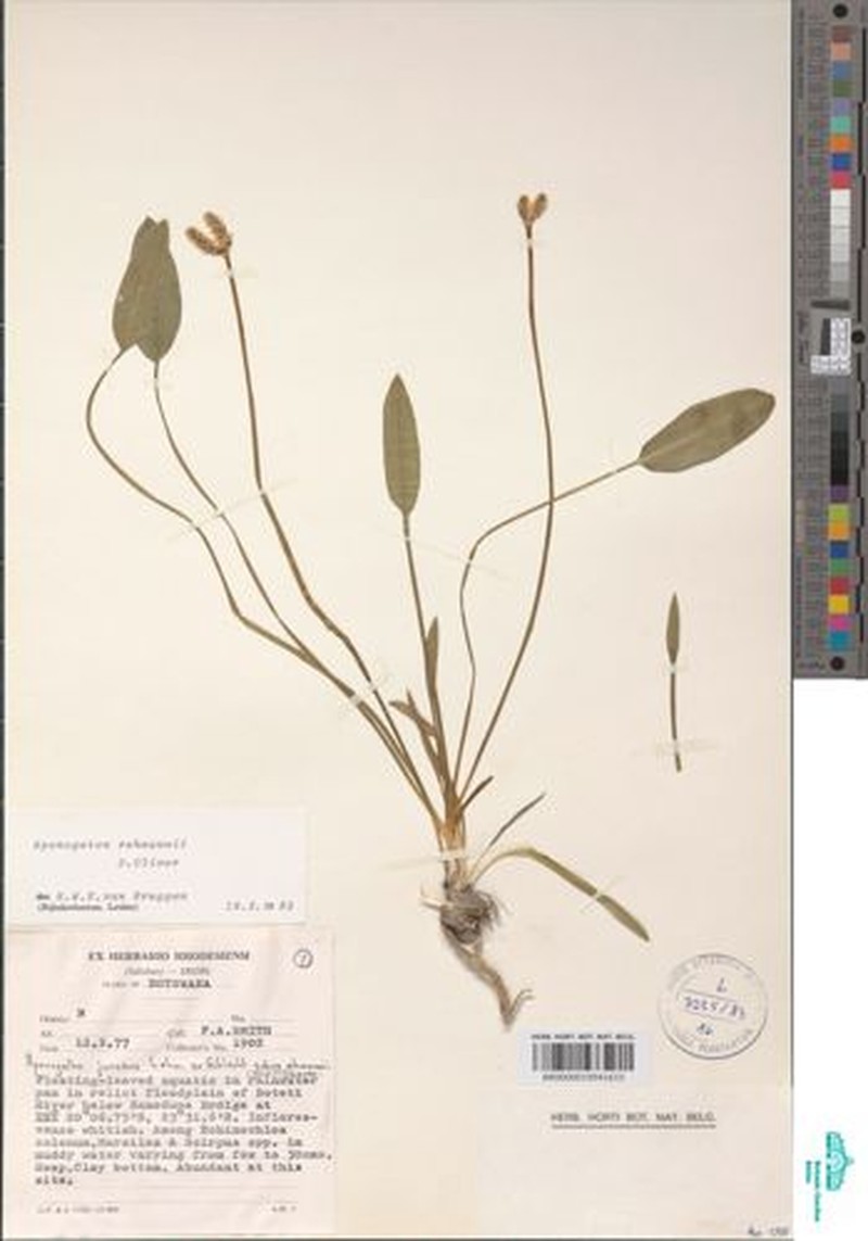 Aponogeton rehmannii photo 4