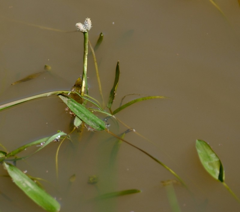 Aponogeton rehmannii photo 5