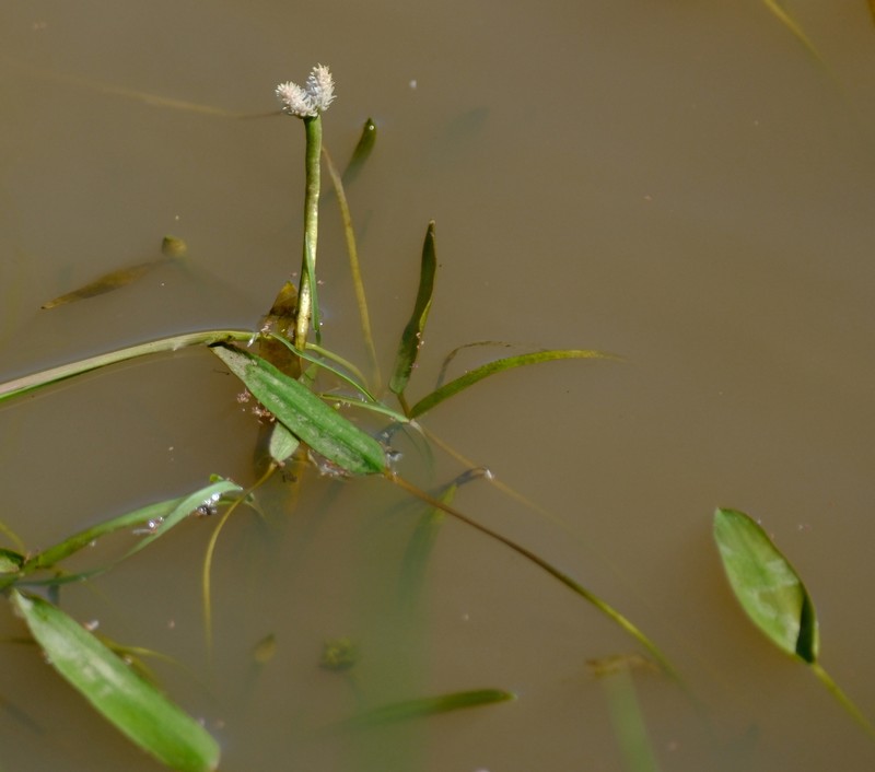 Aponogeton rehmannii photo 6