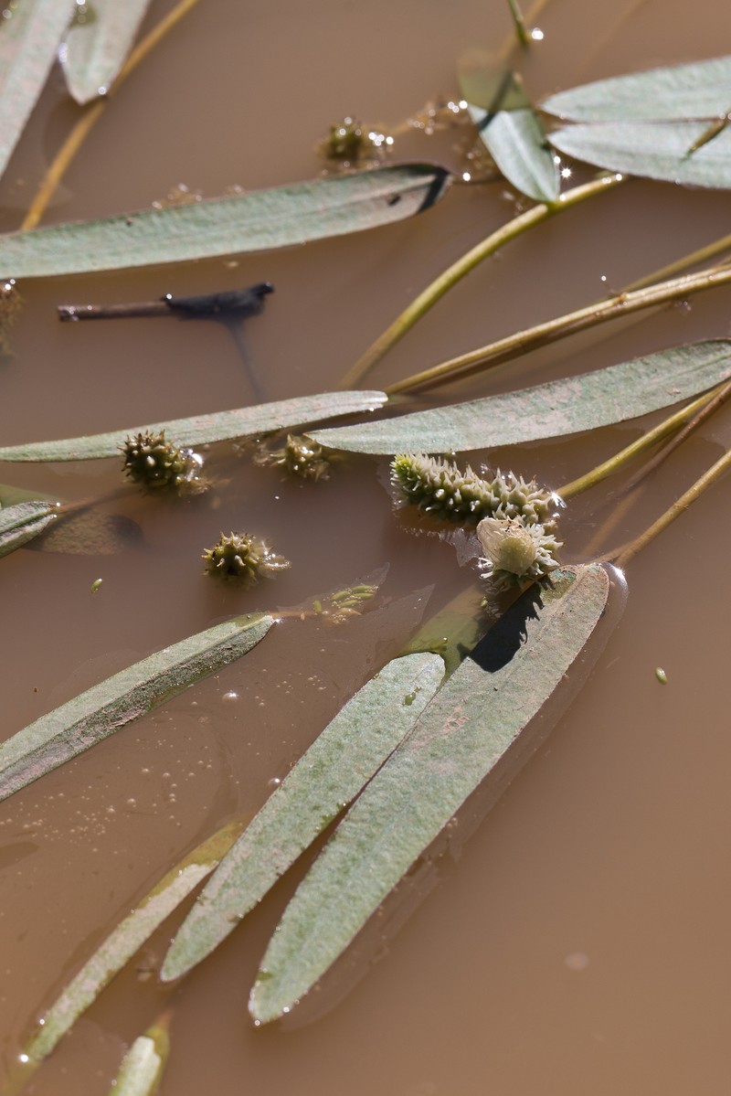 Aponogeton rehmannii photo 7