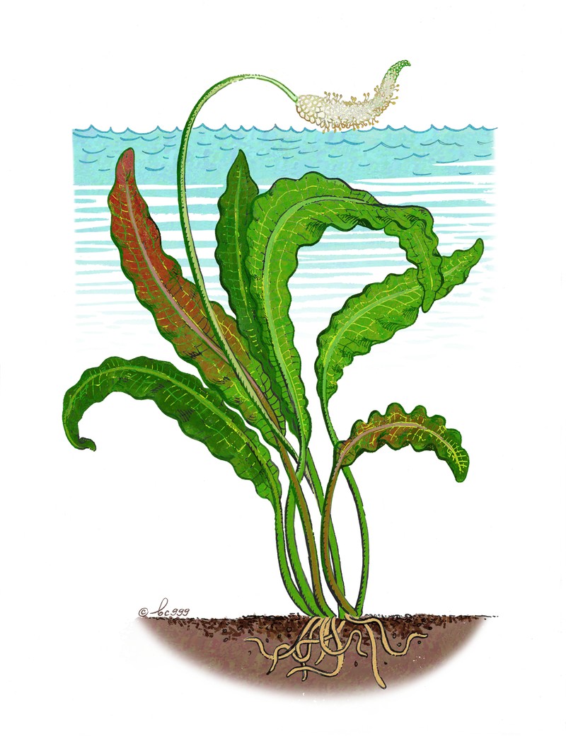Aponogeton rigidifolius