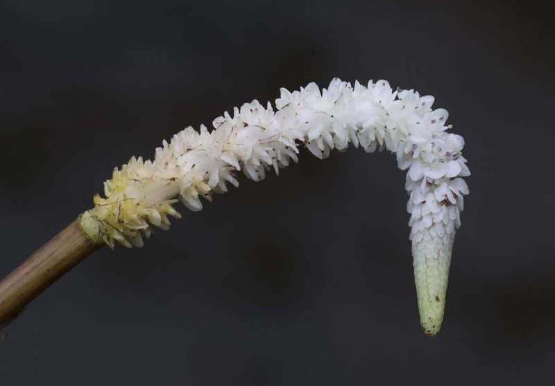 Aponogeton rigidifolius photo 2
