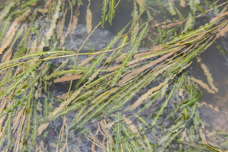 Aponogeton robinsonii