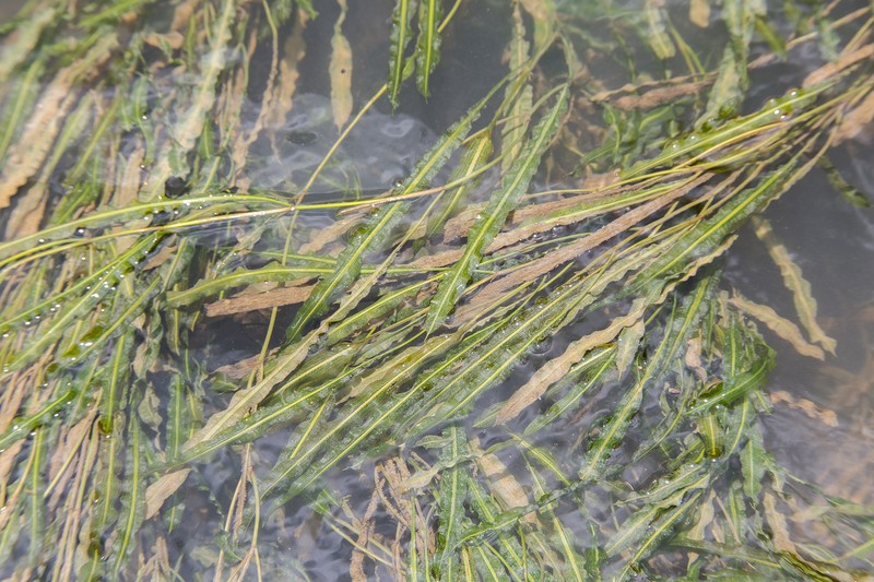 Aponogeton robinsonii photo 2