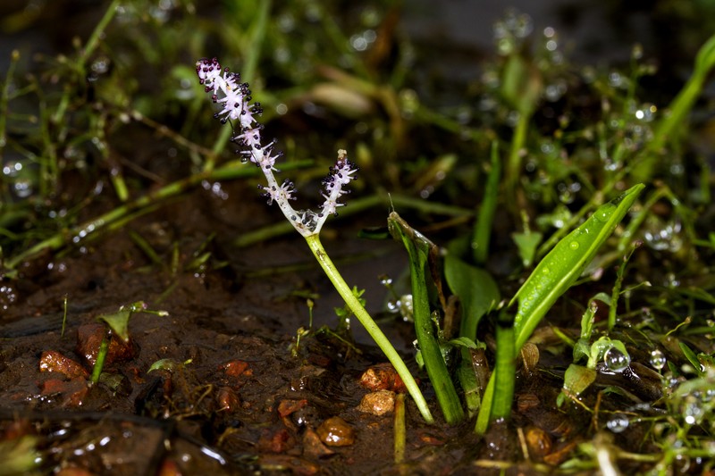 Aponogeton satarensis