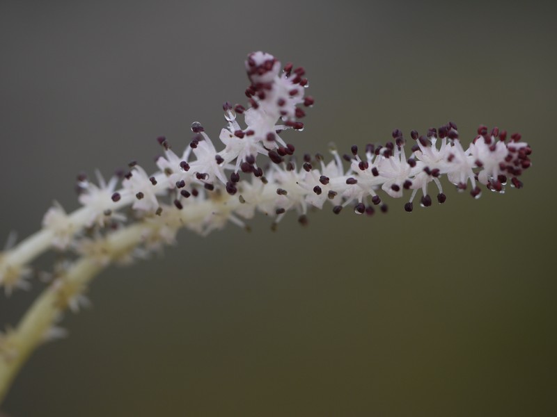 Aponogeton satarensis photo 2