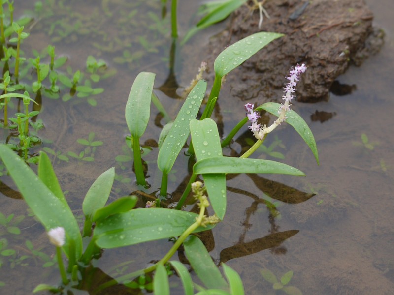 Aponogeton satarensis photo 3