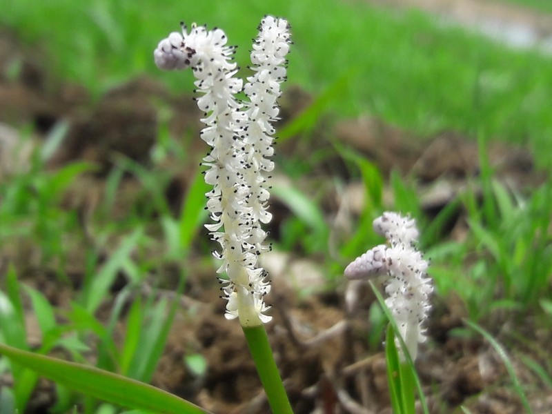 Aponogeton satarensis photo 4