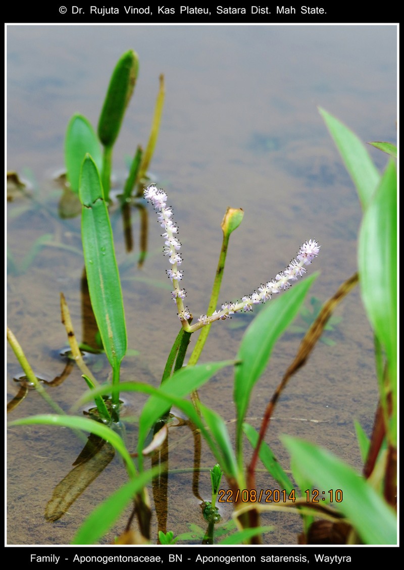 Aponogeton satarensis photo 5