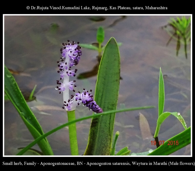 Aponogeton satarensis photo 6