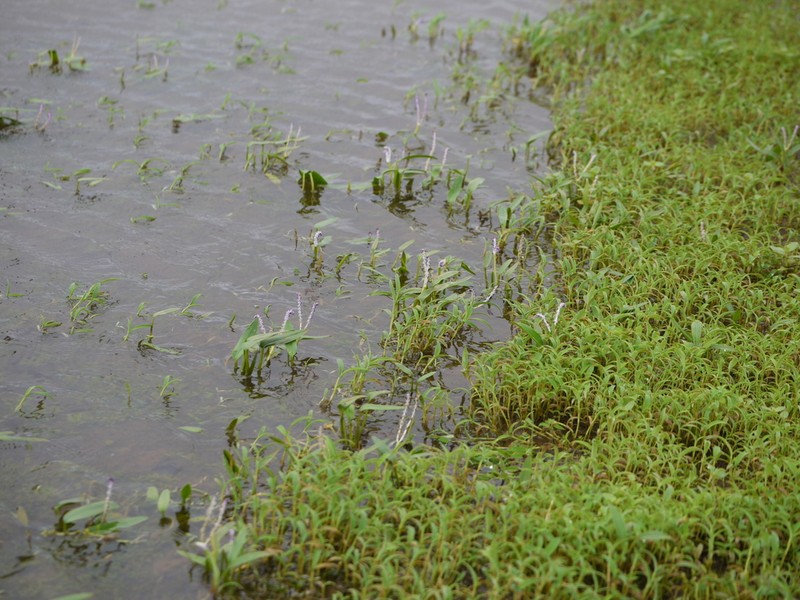 Aponogeton satarensis photo 7
