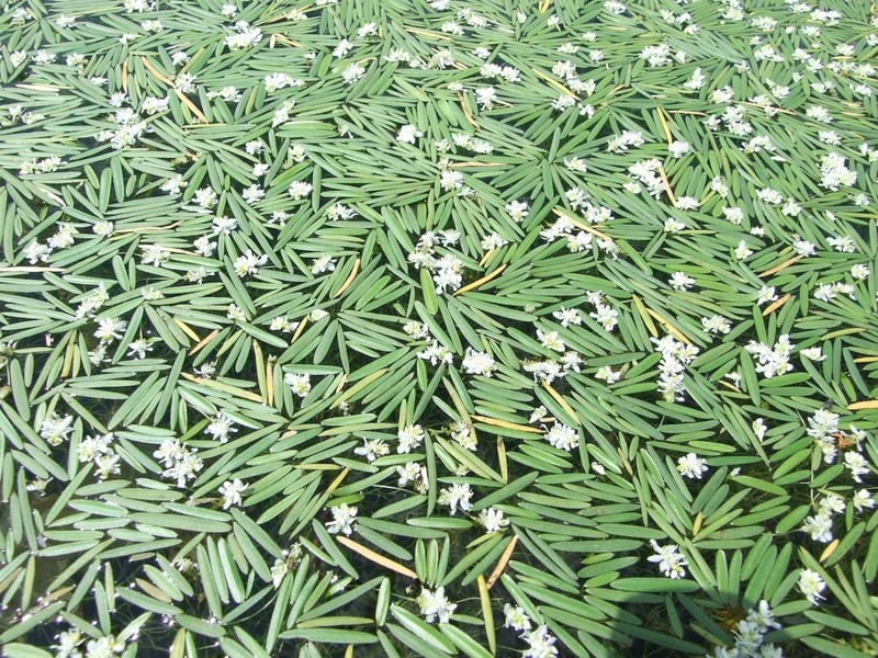 Aponogeton stuhlmannii