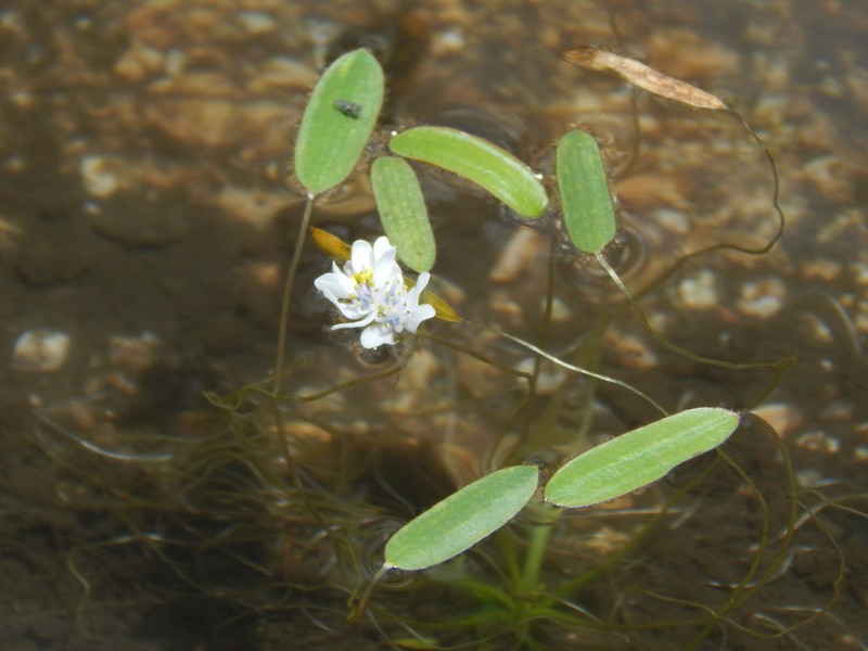 Aponogeton stuhlmannii photo 2