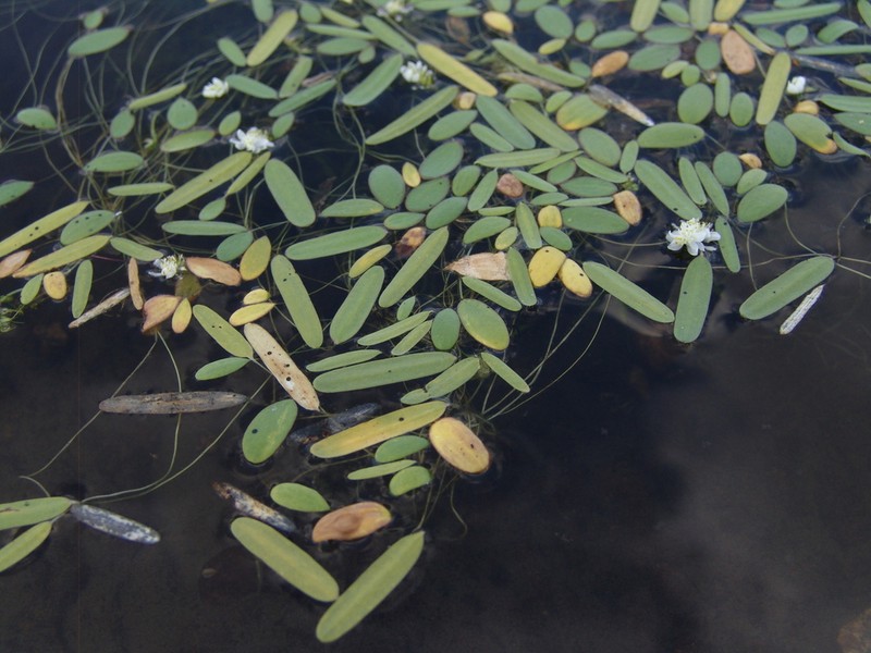 Aponogeton stuhlmannii photo 3