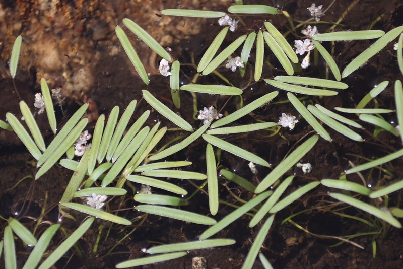 Aponogeton stuhlmannii photo 4