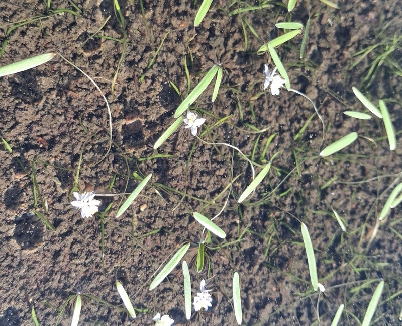 Aponogeton stuhlmannii photo 5
