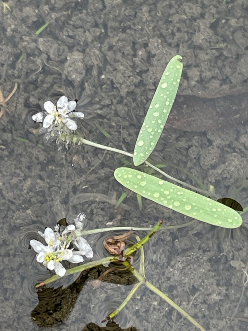 Aponogeton stuhlmannii photo 6
