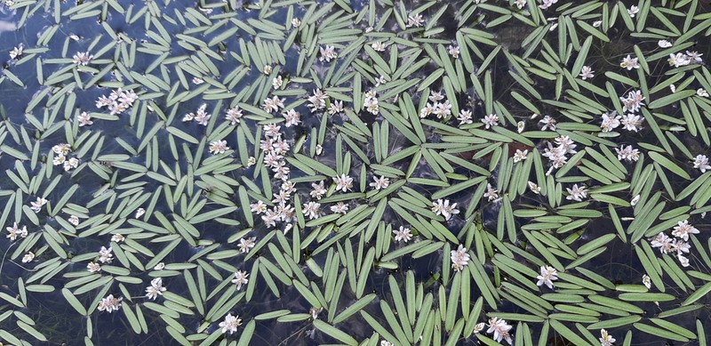 Aponogeton stuhlmannii photo 7