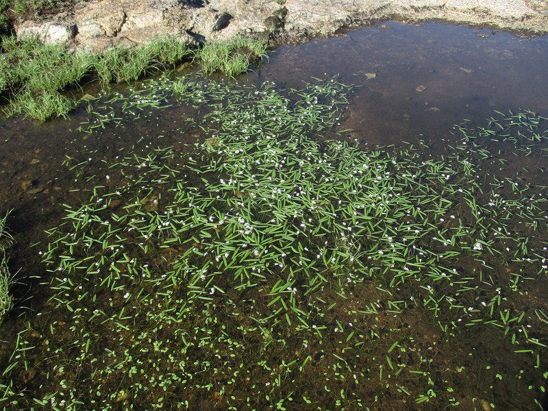 Aponogeton stuhlmannii photo 8