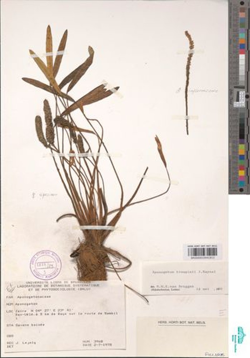 Aponogeton subconjugatus