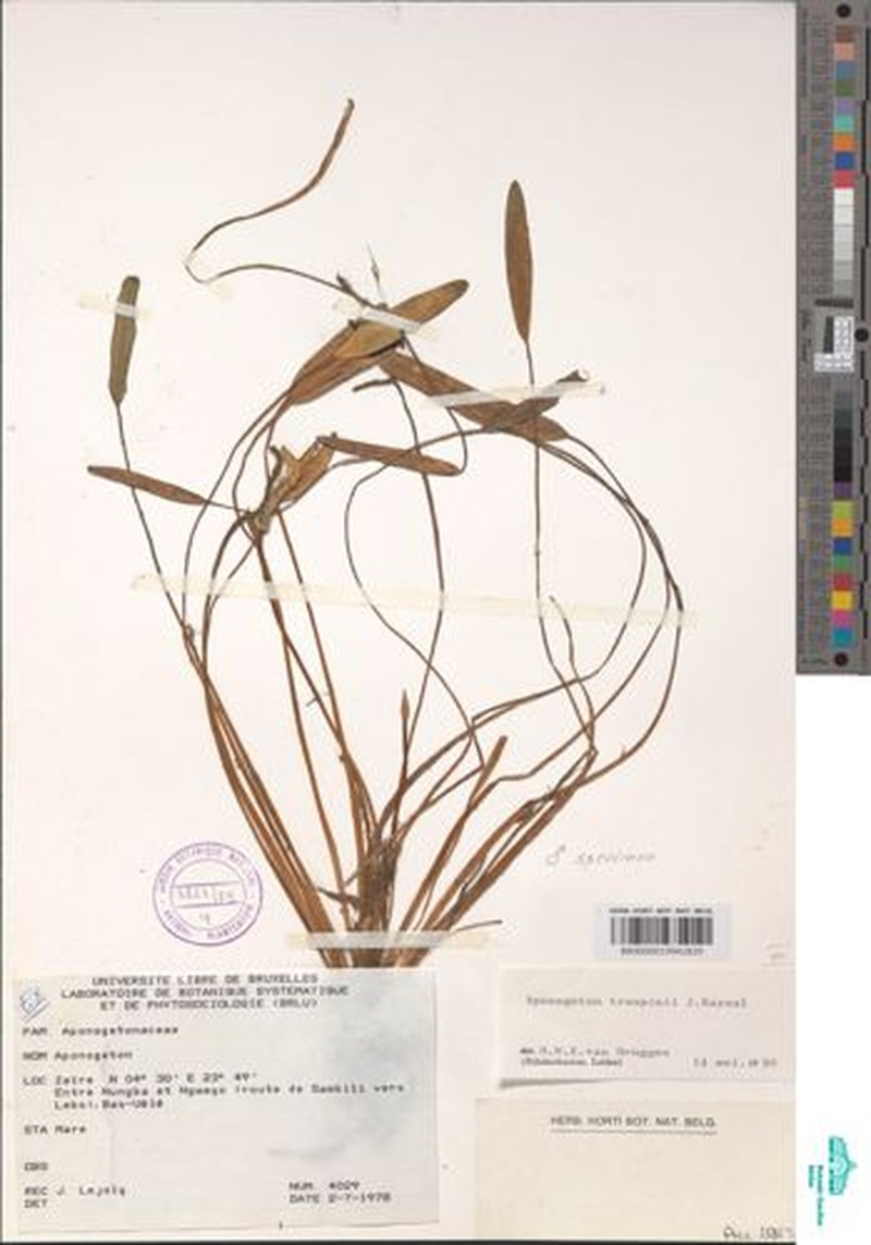Aponogeton subconjugatus photo 2