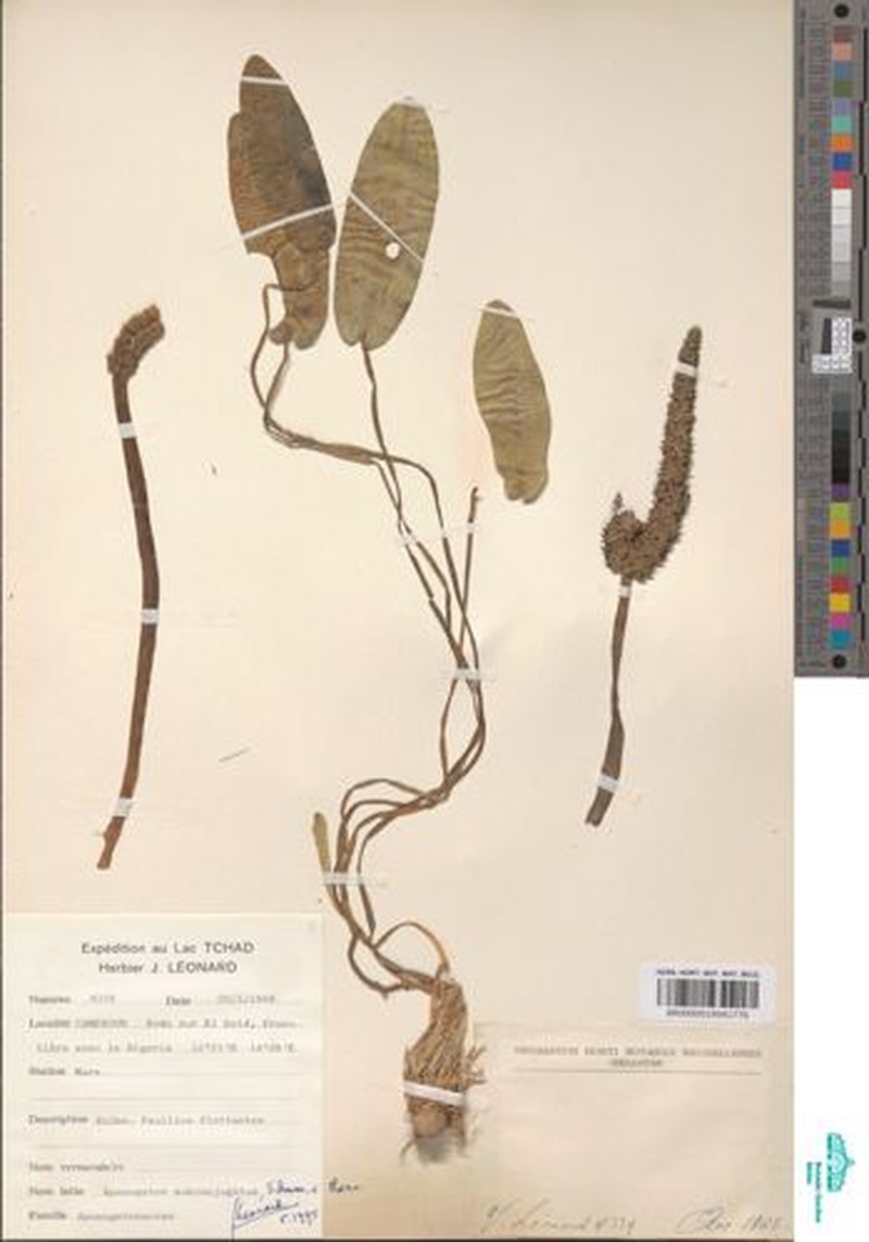 Aponogeton subconjugatus photo 3