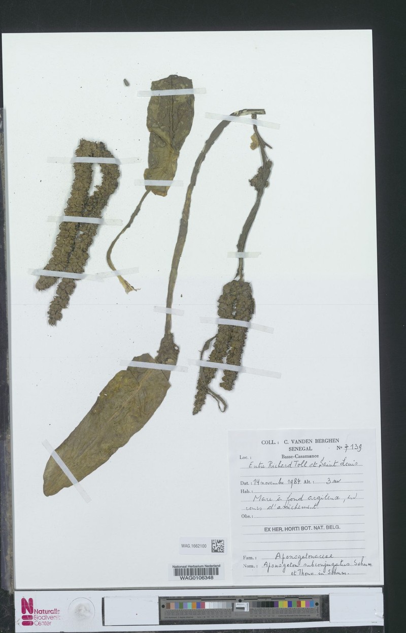 Aponogeton subconjugatus photo 4