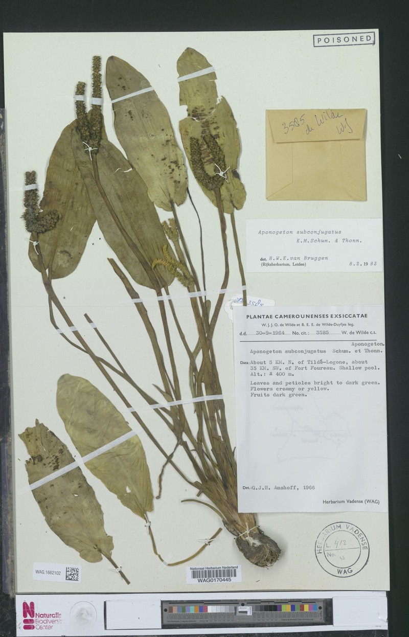 Aponogeton subconjugatus photo 5