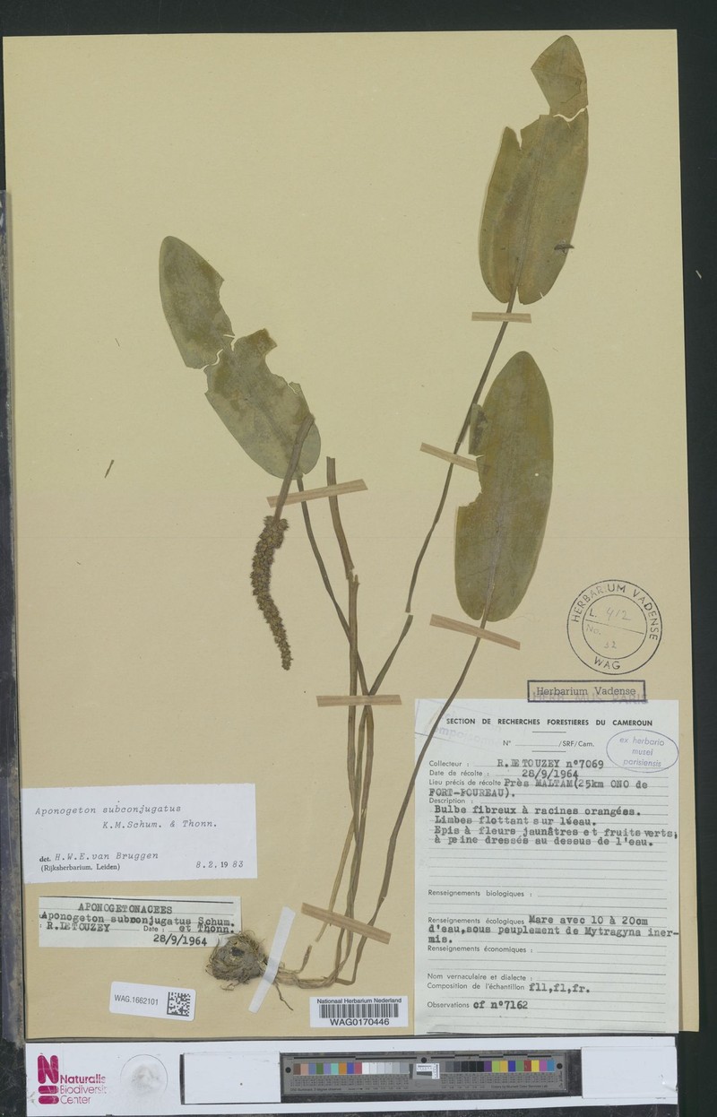 Aponogeton subconjugatus photo 6