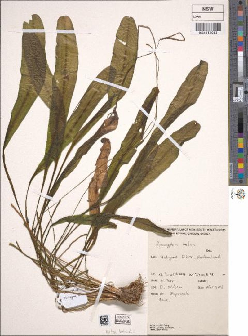 Aponogeton tofus