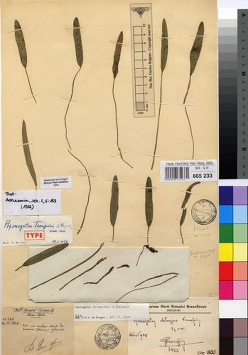 Aponogeton troupinii