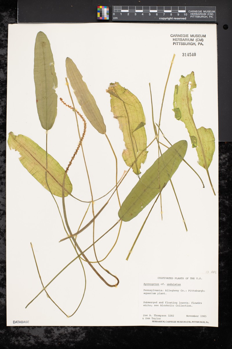 Aponogeton undulatus photo 2