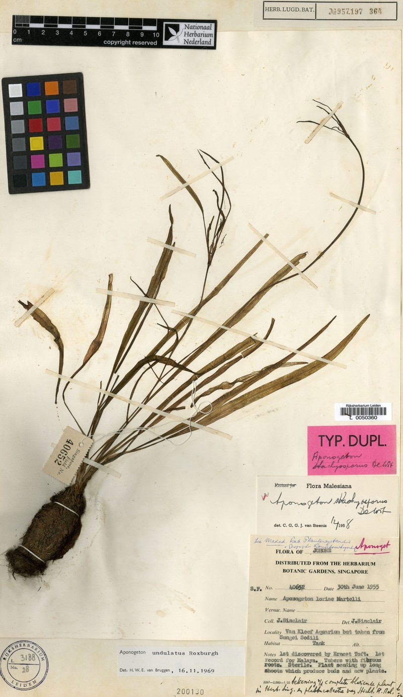 Aponogeton undulatus photo 3