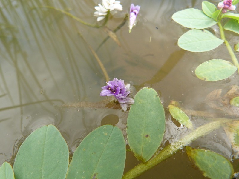 Aponogeton vallisnerioides