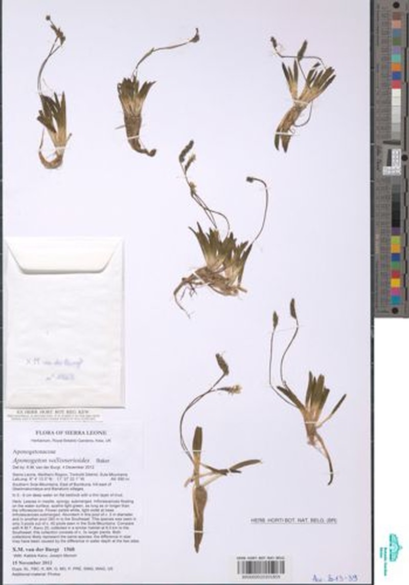 Aponogeton vallisnerioides photo 2
