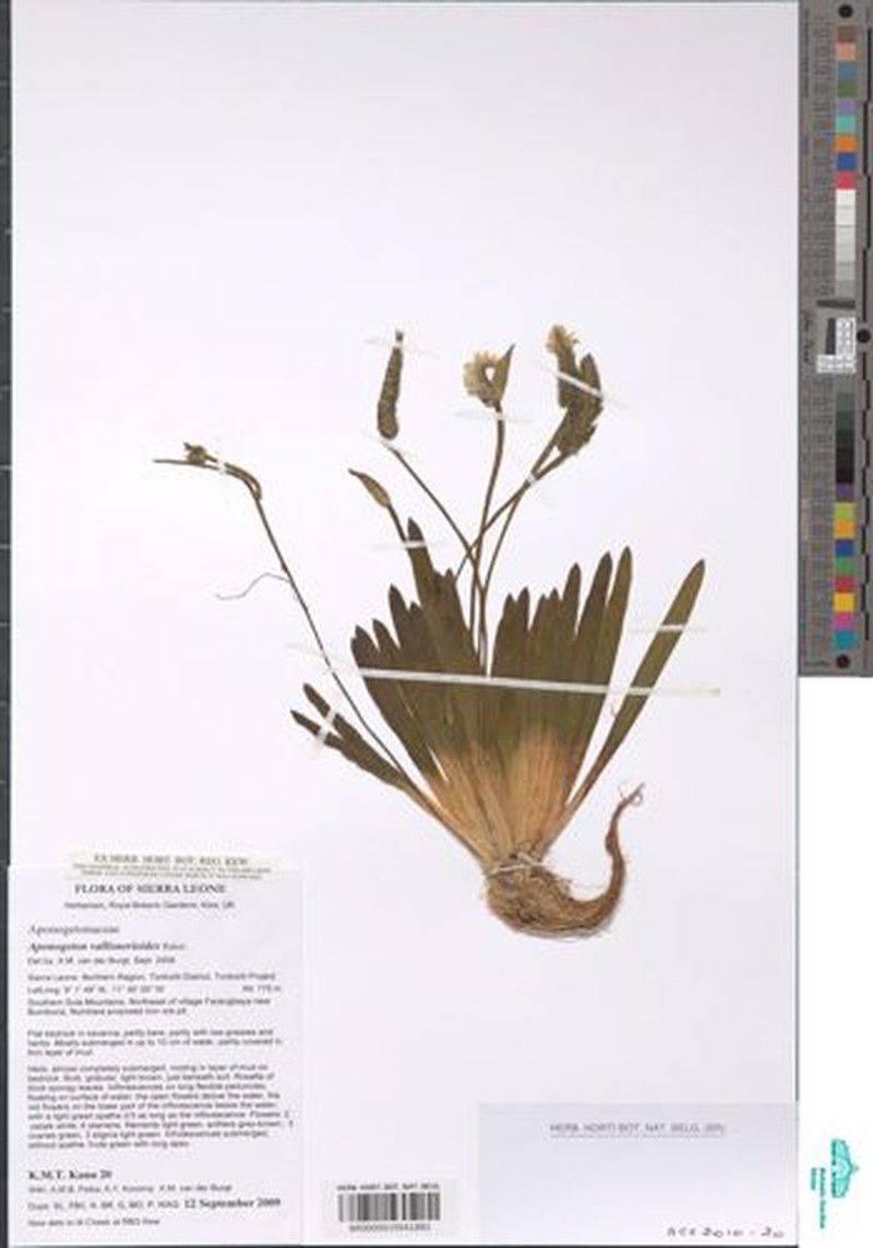 Aponogeton vallisnerioides photo 3