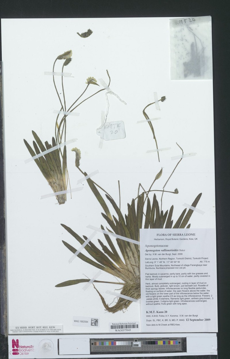 Aponogeton vallisnerioides photo 4