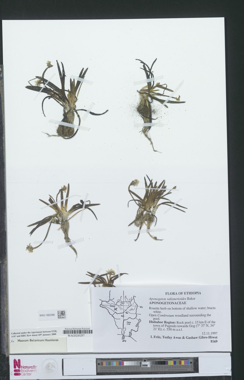 Aponogeton vallisnerioides photo 5