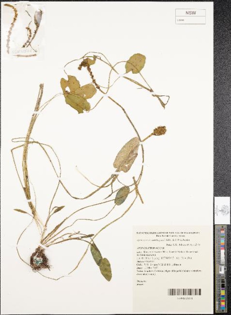 Aponogeton vanbruggenii