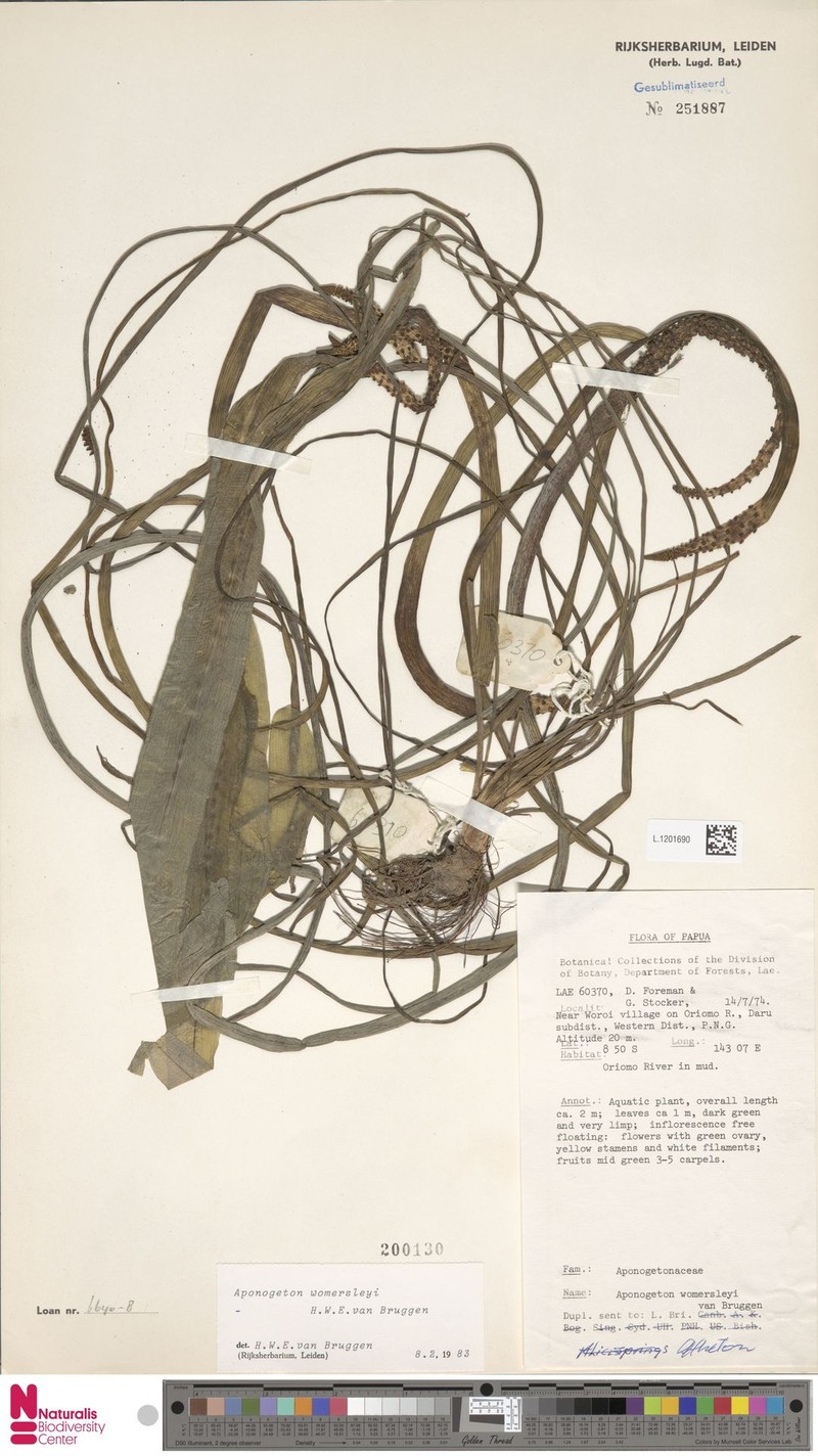 Aponogeton womersleyi