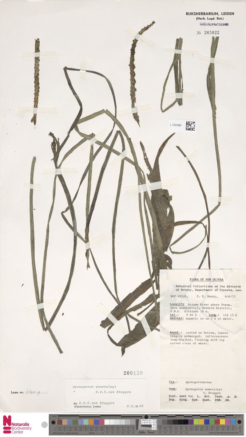 Aponogeton womersleyi photo 2