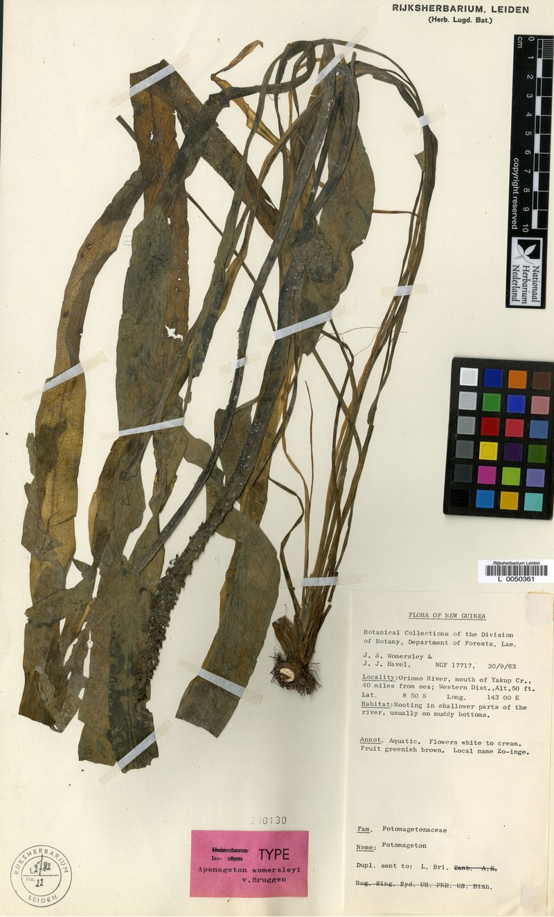 Aponogeton womersleyi photo 3