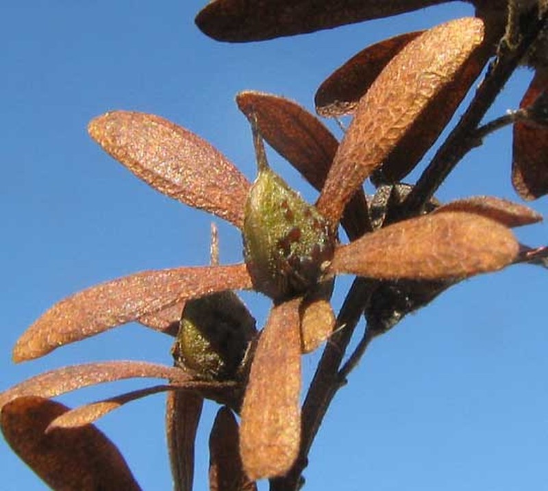 Apoplanesia paniculata