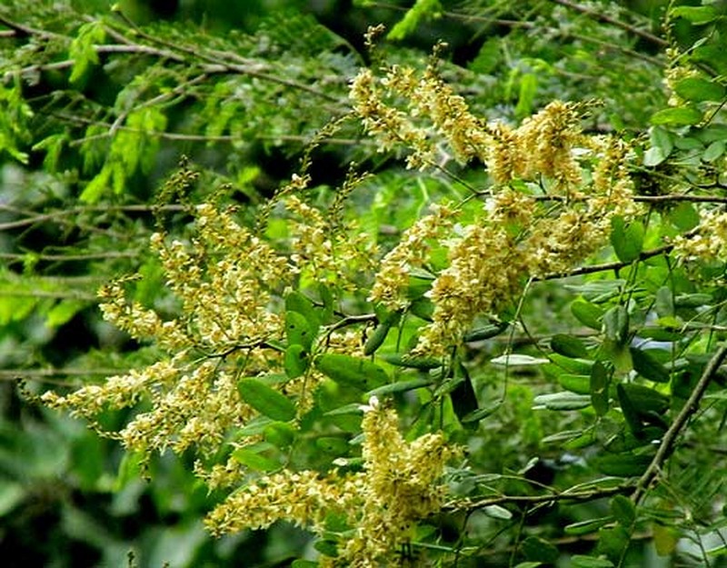 Apoplanesia paniculata photo 2