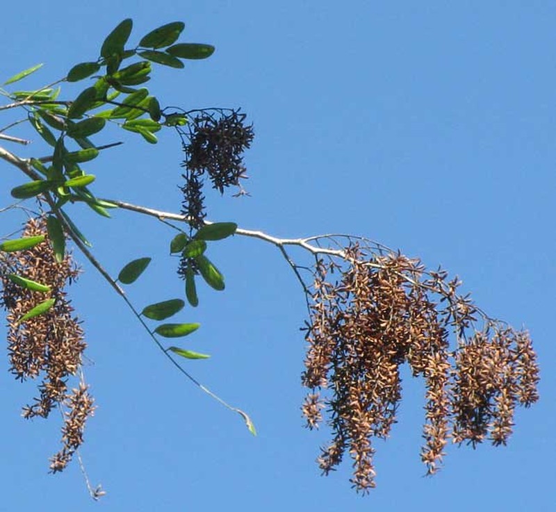 Apoplanesia paniculata photo 3
