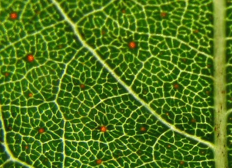 Apoplanesia paniculata photo 4