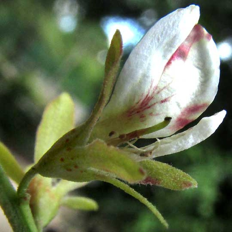 Apoplanesia paniculata photo 5