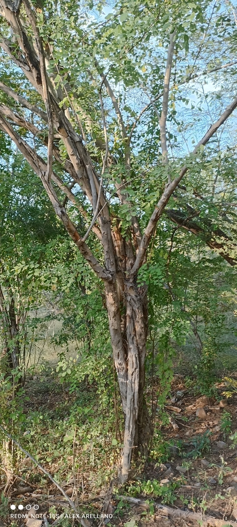 Apoplanesia paniculata photo 6