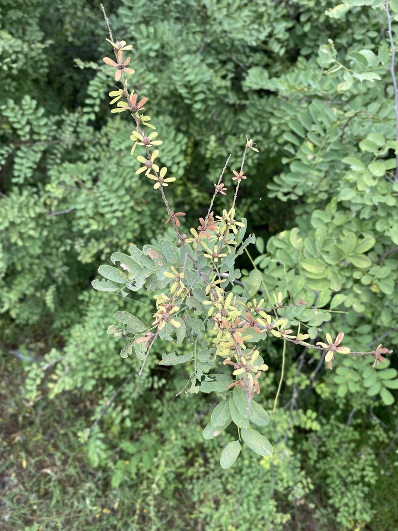 Apoplanesia paniculata photo 7