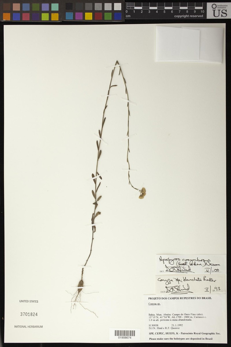 Apopyros corymbosus photo 6